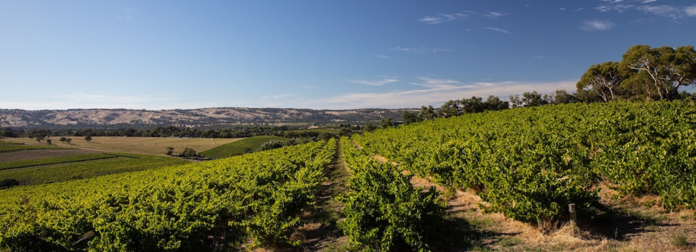 Willunga 100 Wines vineyard 